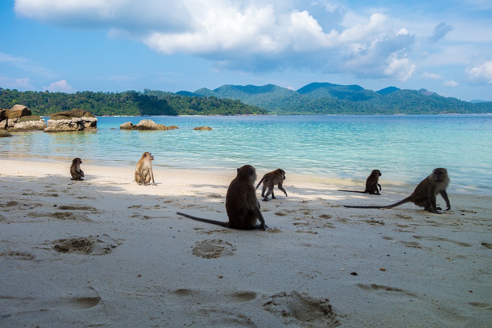 Thailand Beach and Monkey